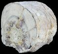 Wide Stromatolite Covered Petrified Wood Limb - California #47061-1